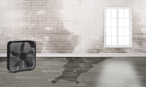 Best Basement water damage restoration  in Bertville, AL